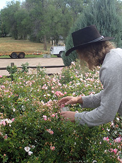Hand picking can be a useful way to reduce damage by Japanese beetle.